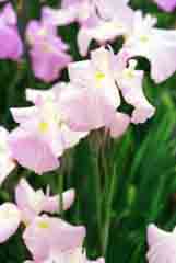 photo, la matire, libre, amnage, dcrivez, photo de la rserve,Saison de fleurs de l'iris, blanc, rose, , 
