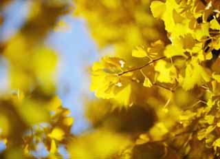 photo, la matire, libre, amnage, dcrivez, photo de la rserve,Le jaune d'un ginkgo brillant, ginkgo, , Jaune, arbre au bord de la route