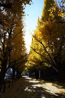 photo,material,free,landscape,picture,stock photo,Creative Commons,An outer garden ginkgo row of trees, ginkgo, , Yellow, roadside tree