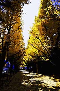 illust, matire, libre, paysage, image, le tableau, crayon de la couleur, colorie, en tirant,Une ligne du ginkgo du jardin externe d'arbres, ginkgo, , Jaune, arbre au bord de la route