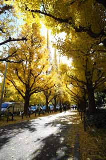 Foto, materieel, vrij, landschap, schilderstuk, bevoorraden foto,Een buitenste tuin ginkgo rij van de bomen, Ginkgo, , Geel, Berm boom