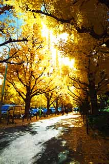 illust, matire, libre, paysage, image, le tableau, crayon de la couleur, colorie, en tirant,Une ligne du ginkgo du jardin externe d'arbres, ginkgo, , Jaune, arbre au bord de la route