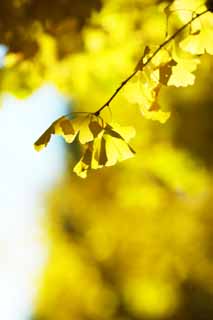 photo, la matire, libre, amnage, dcrivez, photo de la rserve,Le jaune du ginkgo, ginkgo, , Jaune, arbre au bord de la route