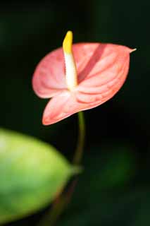 photo, la matire, libre, amnage, dcrivez, photo de la rserve,Un anthurium, La zone tropique, Taro, Un anthurium, Spathe