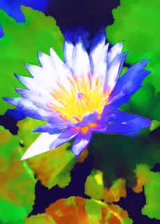 illustration,material,free,landscape,picture,painting,color pencil,crayon,drawing,A tropical water lily, , water lily, , 