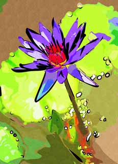 illustration,material,free,landscape,picture,painting,color pencil,crayon,drawing,A tropical water lily, , water lily, , 