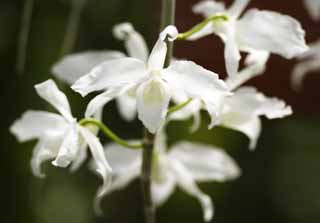 Foto, materieel, vrij, landschap, schilderstuk, bevoorraden foto,Een blanke progenitor orchidee, Orchidee, , Een orchidee, Tuinier