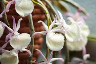 ,,, ,,,Dendrobium., ., , ., .