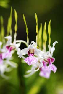 , , , , ,  .,    orchid, orchid, , , Gardening