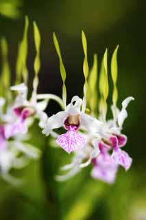 photo,material,free,landscape,picture,stock photo,Creative Commons,Red and a white progenitor orchid, orchid, , An orchid, Gardening