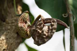 fotografia, materiale, libero il panorama, dipinga, fotografia di scorta,Una pianta di brocca, Un insettivoro, , pianta d'appartamento, La zona tropicale