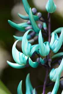 fotografia, materiale, libero il panorama, dipinga, fotografia di scorta,Macrobotrys di Strongylodon, Affatichi pianeta, La zona tropicale, Facendo del giardinaggio, serra