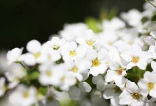 fotografia, material, livra, ajardine, imagine, proveja fotografia,Um spiraea, V; um salgueiro, flor da primavera, parque, flsculo