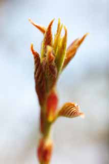 Foto, materiell, befreit, Landschaft, Bild, hat Foto auf Lager,Eine Knospe des Frhlings, Jungtiere gehen, flaumige Haare, Blatt, Purpurrote Farbe