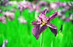 Foto, materiell, befreit, Landschaft, Bild, hat Foto auf Lager,Irises wahnsinnig in Blte, purpurrot, , , 