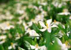 Foto, materieel, vrij, landschap, schilderstuk, bevoorraden foto,Gardenia bloemen, Blanke, , , 