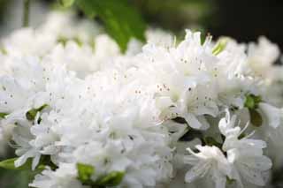 photo,material,free,landscape,picture,stock photo,Creative Commons,A white azalea, An azalea, , , White