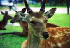 Foto, materiell, befreit, Landschaft, Bild, hat Foto auf Lager,Hirsch in Nara, Hirsch, Rasen, , 