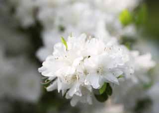 Foto, materieel, vrij, landschap, schilderstuk, bevoorraden foto,Een blanke Azalea, Een Azalea, , , Blanke