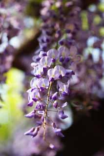 photo,material,free,landscape,picture,stock photo,Creative Commons,The wisteria, Japanese wistaria, Wisteria, , Purple