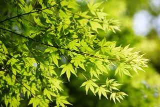 photo,material,free,landscape,picture,stock photo,Creative Commons,The young leave of the maple, The fresh green, Green, young leave, Colored leaves