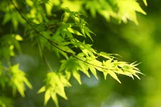 photo, la matire, libre, amnage, dcrivez, photo de la rserve,La jeune permission de l'rable, Le vert frais, Green, jeune permission, Feuilles colores