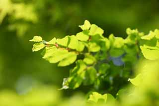 Foto, materiell, befreit, Landschaft, Bild, hat Foto auf Lager,Vegetation, Das frische Grn, Grn, Jungtiere gehen, Knospe