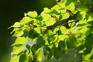 photo, la matire, libre, amnage, dcrivez, photo de la rserve,Verdure, Le vert frais, Green, jeune permission, bourgeon