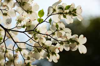 Foto, materieel, vrij, landschap, schilderstuk, bevoorraden foto,Een Amerikaan dogwood, Een Amerikaan dogwood, Bloem van het voorjaar, Bekijk een bloem; Een enthousiasteling, 