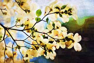 illust, materiell, befreit, Landschaft, Bild, Gemlde, Farbbleistift, Wachsmalstift, Zeichnung,,Ein amerikanischer dogwood, Ein amerikanischer dogwood, Blume des Frhlings, Sehen Sie eine Blume an; ein Enthusiast, 