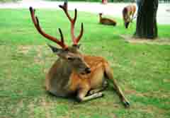 Foto, materiell, befreit, Landschaft, Bild, hat Foto auf Lager,Melancholischer Hirsch, Hirsch, Rasen, , 