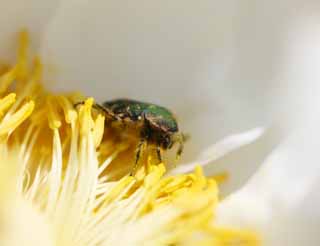 Foto, materiell, befreit, Landschaft, Bild, hat Foto auf Lager,Zapfen Sie chafer an, Kfer, , , Knopf