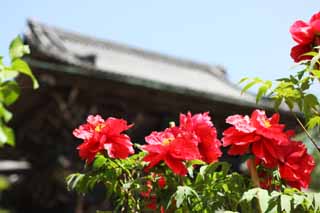 fotografia, materiale, libero il panorama, dipinga, fotografia di scorta,La peonia di Tempio di Hase-dera, peonia, bottone, , Mitera del fiore