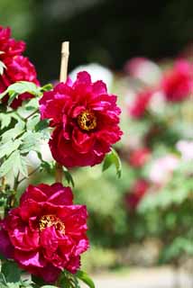 photo, la matire, libre, amnage, dcrivez, photo de la rserve,La pivoine de Temple Hase-dera, pivoine, bouton, , Mitera de la fleur