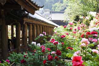 Foto, materiell, befreit, Landschaft, Bild, hat Foto auf Lager,Das auf Korridor von Hase-dera Temple, Korridor, Treppe, Verehrer, Mitera der Blume