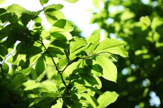 Foto, materiell, befreit, Landschaft, Bild, hat Foto auf Lager,Die Jahreszeit des frischen Grnes, Frher Sommer, Knospe, Das frische Grn, Blatt