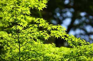 Foto, materiell, befreit, Landschaft, Bild, hat Foto auf Lager,Die Jahreszeit des frischen Grnes, Frher Sommer, Knospe, Das frische Grn, Blatt