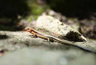 fotografia, materiale, libero il panorama, dipinga, fotografia di scorta,Una lucertola giapponese, serpente di kana, lucertola, , piccolo animale