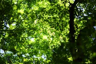 Foto, materieel, vrij, landschap, schilderstuk, bevoorraden foto,Het seizoen van ht vers groen, Vroege zomer, Knop, Ht vers groen, Vel