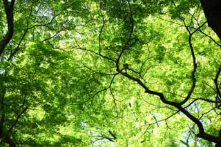 Foto, materiell, befreit, Landschaft, Bild, hat Foto auf Lager,Die Jahreszeit des frischen Grnes, Frher Sommer, Knospe, Das frische Grn, Blatt