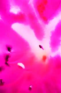 illust, materiell, befreit, Landschaft, Bild, Gemlde, Farbbleistift, Wachsmalstift, Zeichnung,,Rosa Helligkeit, Eine Azalee, Phantasie, Farbe, 