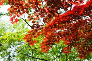 foto,tela,gratis,paisaje,fotografa,idea,Permisos el debe de color de los principios de verano, Arce, Rojo, En primavera, Doblo rojo y amarillo