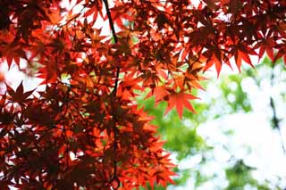 Foto, materiell, befreit, Landschaft, Bild, hat Foto auf Lager,Die roten farbigen Bltter des frhen Sommers, Ahorn, Rot, In Frhling, Ich werde rot und gelb