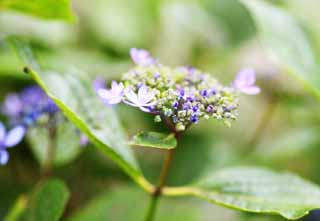 fotografia, materiale, libero il panorama, dipinga, fotografia di scorta,Macrophylla di ortensia, ortensia, , , La stagione piovosa