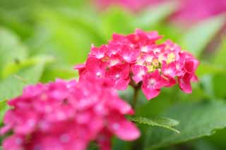 photo,material,free,landscape,picture,stock photo,Creative Commons,Say Yaw hydrangea, hydrangea, , , The rainy season