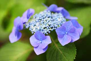 , , , , ,  .,Hydrangea macrophylla, hydrangea, , ,  