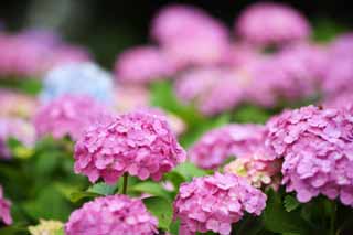 , , , , ,  .,    hydrangea, hydrangea, , ,  