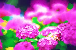 illust, matire, libre, paysage, image, le tableau, crayon de la couleur, colorie, en tirant,Dites l'hortensia de l'Embarde, hortensia, , , La saison pluvieuse