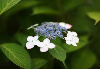 photo,material,free,landscape,picture,stock photo,Creative Commons,Hydrangea macrophylla, hydrangea, , , The rainy season