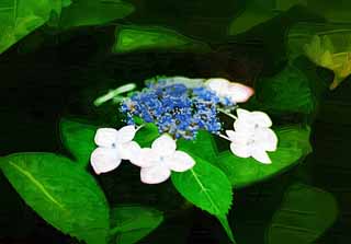 illust, , , , , ,  ,  , .,Hydrangea macrophylla, hydrangea, , ,  